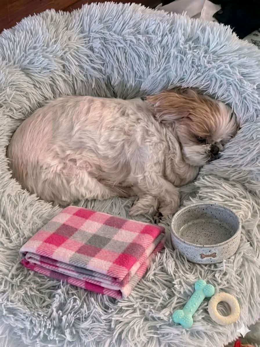 Sara Mary ⭐❤️ tweet media