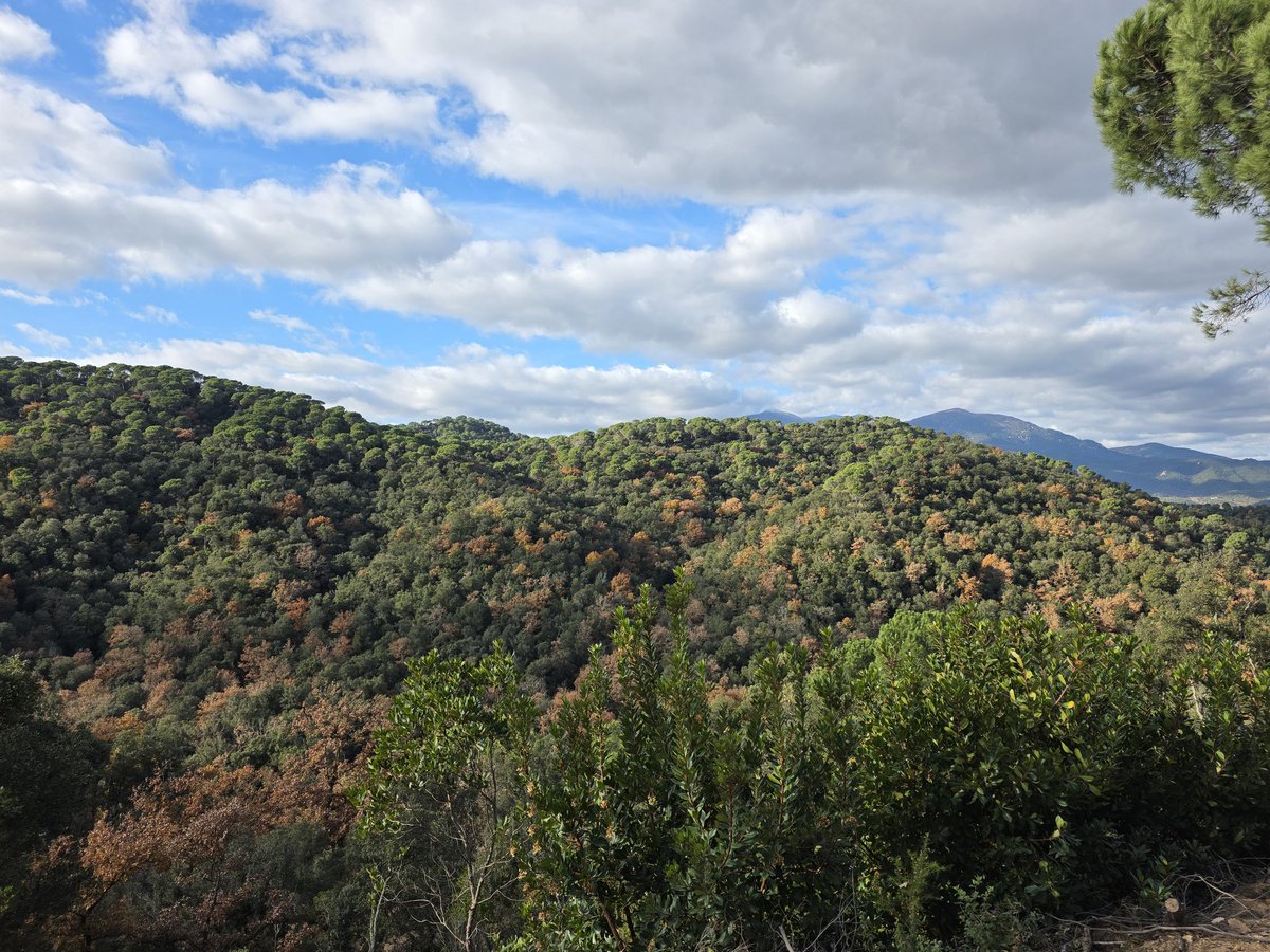 Can Terrades tweet media