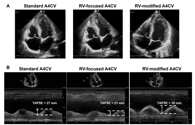 CardioNotion tweet media