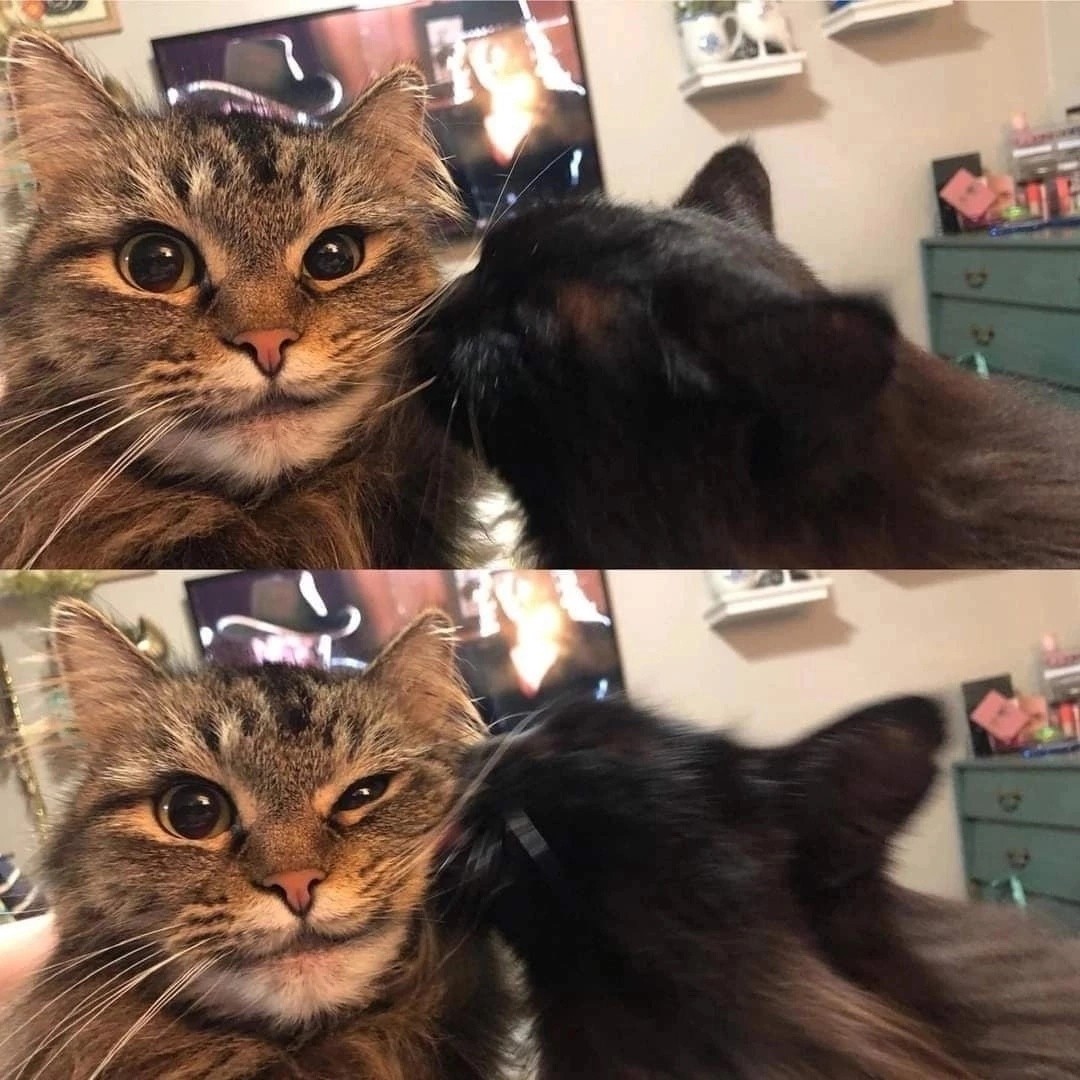 Punch Cat tweet media