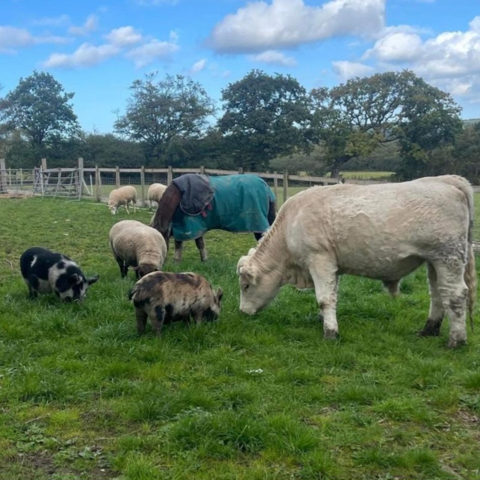 Greenacres Rescue tweet media