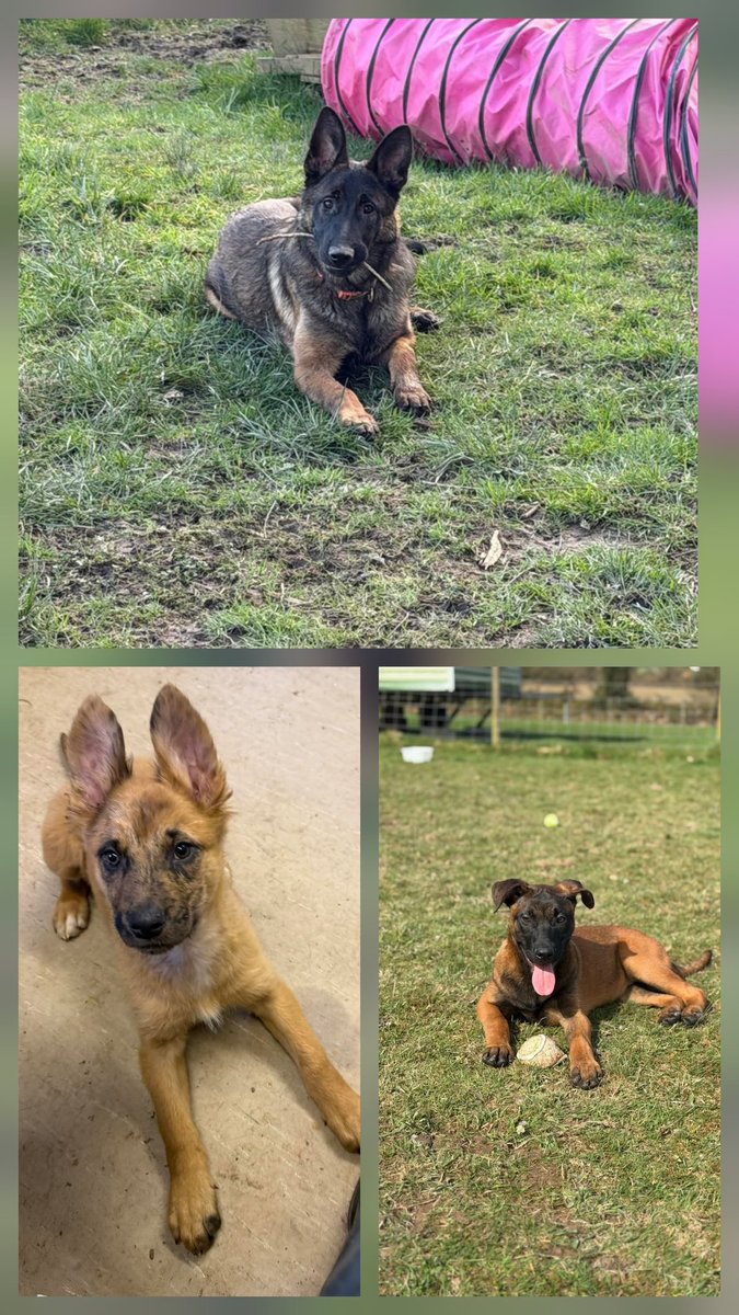 Greenacres Rescue tweet media