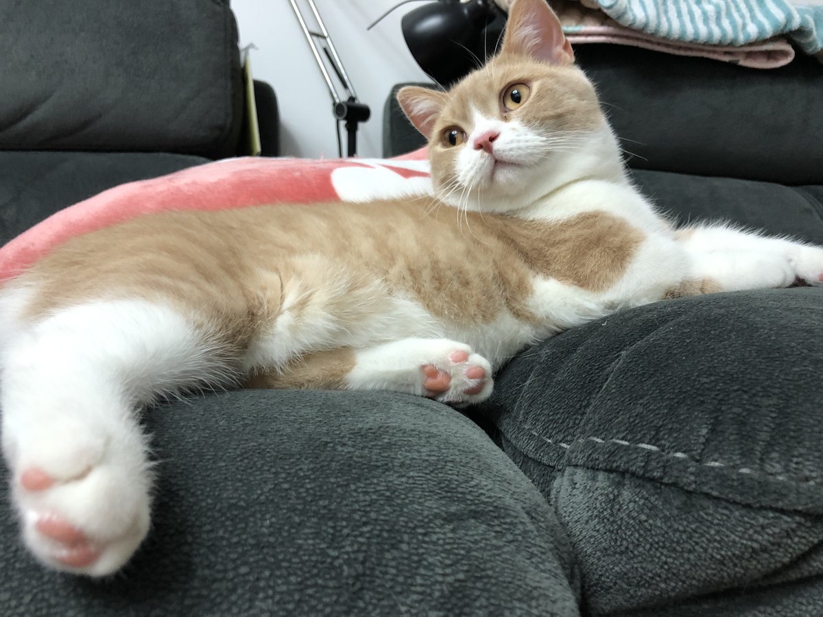 M.C. Blitzen tweet media