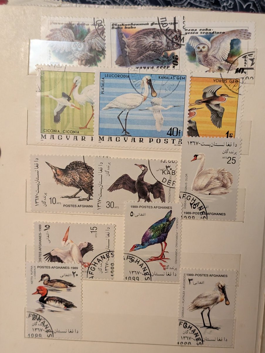 sheisvampyr's tweet image. #birdtwt let me in I love birds and I have these cool awesome postmarks