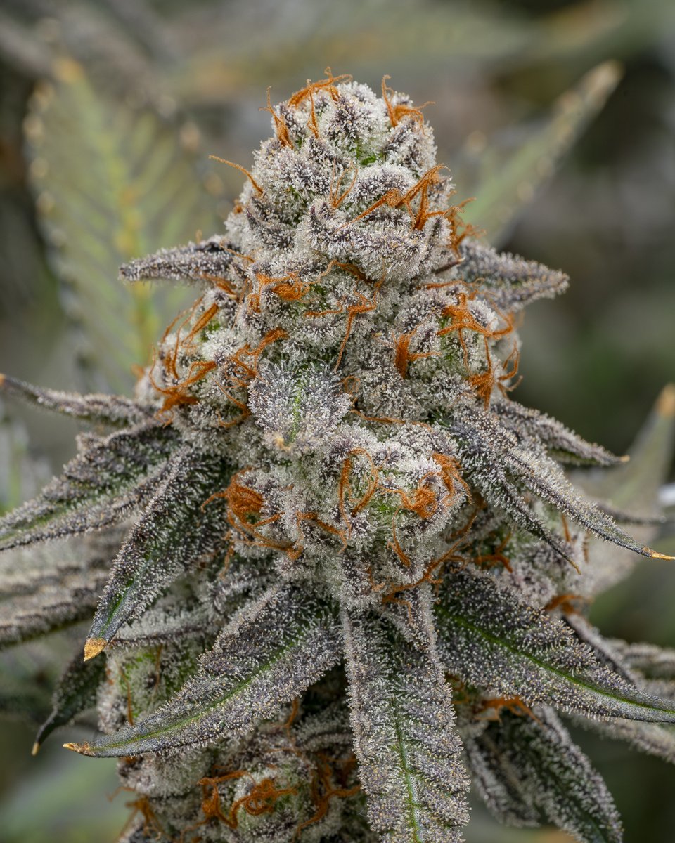 EnlightenAlaska's tweet photo. Some strains get named optimistically. #glitterbomb was named accurately 🫡 https://t.co/OIzwoktxAQ