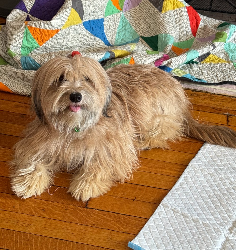 Sophie Vershbow tweet media