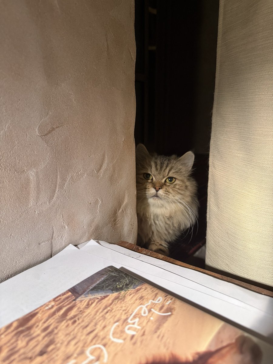 はなもも(hanamomo) tweet media