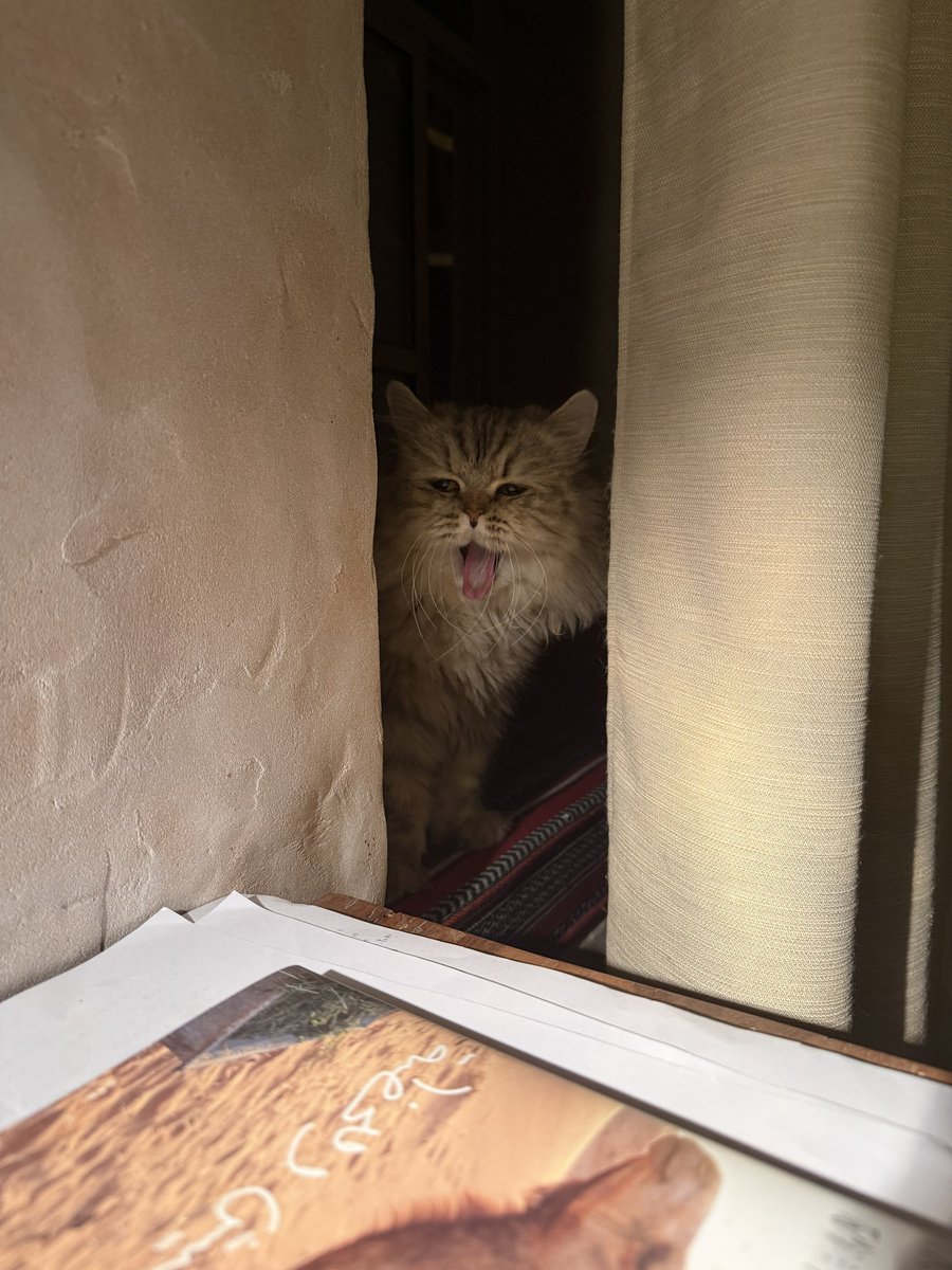 はなもも(hanamomo) tweet media