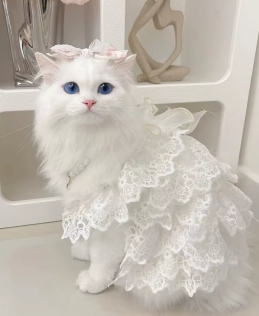 bilindikbbiri tweet media