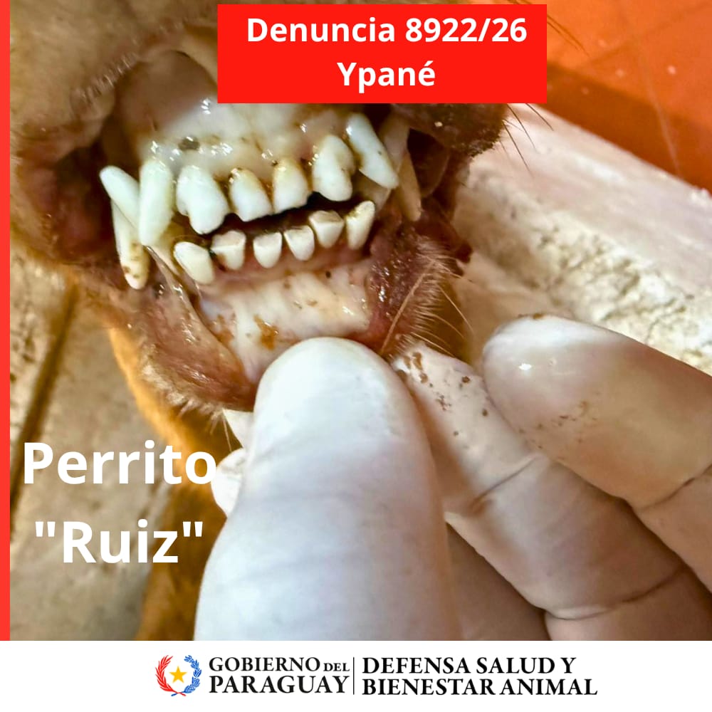 defensanimalpy's tweet photo. 🔴Crueldad Animal en Ypané.

A raíz de la denuncia 8922/26 que realizó el oficial Carlos Ruiz, tuvimos conocimiento del caso de crueldad animal en Ypané.

El equipo de la Dirección Nacional recibió el cuerpo sin vida del canino "Ruiz"🐶 para la necropsia correspondiente. https://t.co/wSg9EcoK3z
