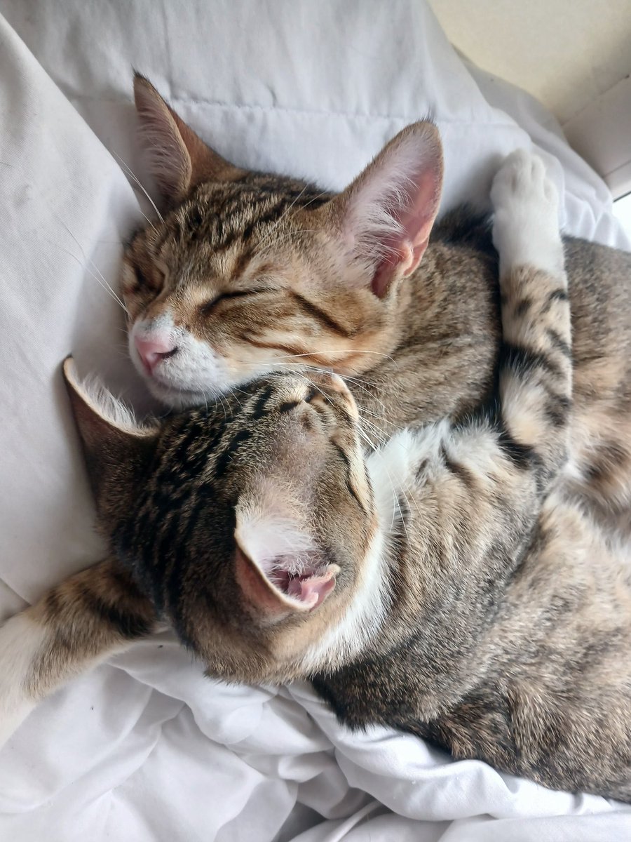 Özlem 🐾 tweet media