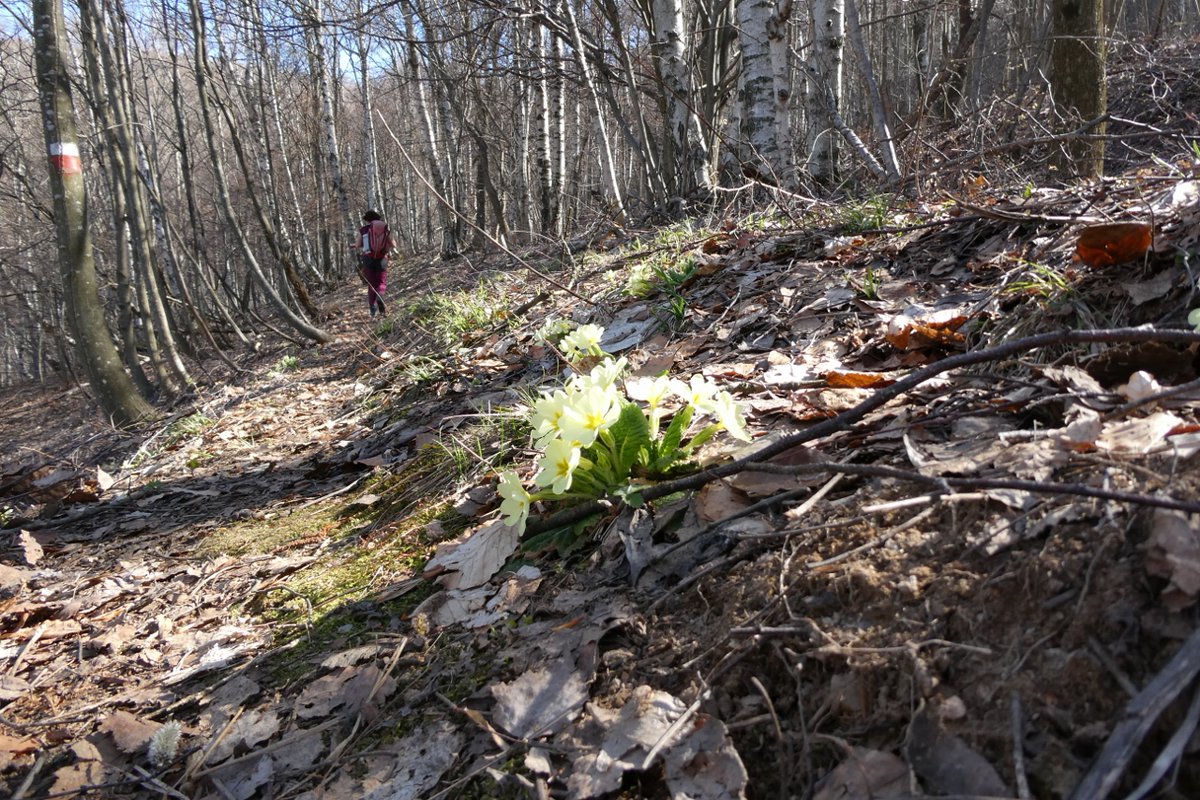 Beppe Leyduan tweet media