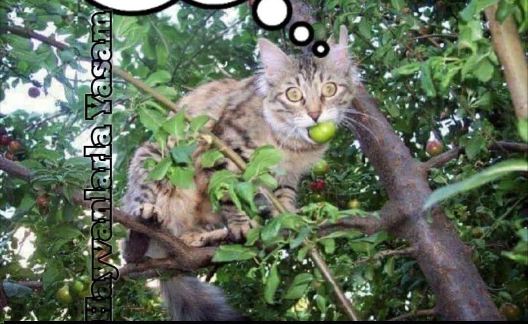 Soğan Cücüğü tweet media