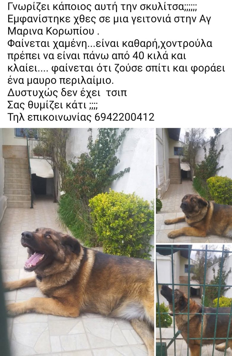 🆘️🆘️🆘️
Η σκυλίτσα εμφανίστηκε σε μια γειτονιά στην Αγία Μαρίνα Κορωπίου
Φαίνεται χαμένη,είναι καθαρή,πρέπει να είναι πανω απο 40 κιλά κ κλαίει
Φαίνεται οτι ζούσε σε σπίτι κ φοράει μαύρο περιλαίμιο
Δν έχει τσιπ
Την αναζητά κανείς;
Rt 🙏 🙏 🙏