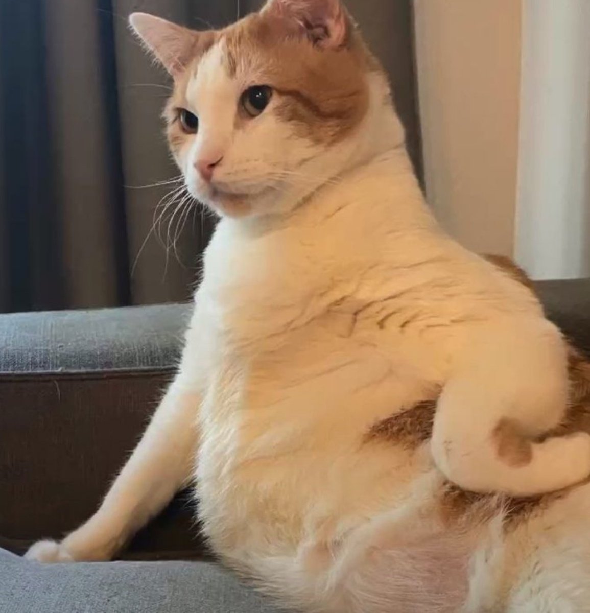 Nia rifa para ajudar a 🐕 tweet media