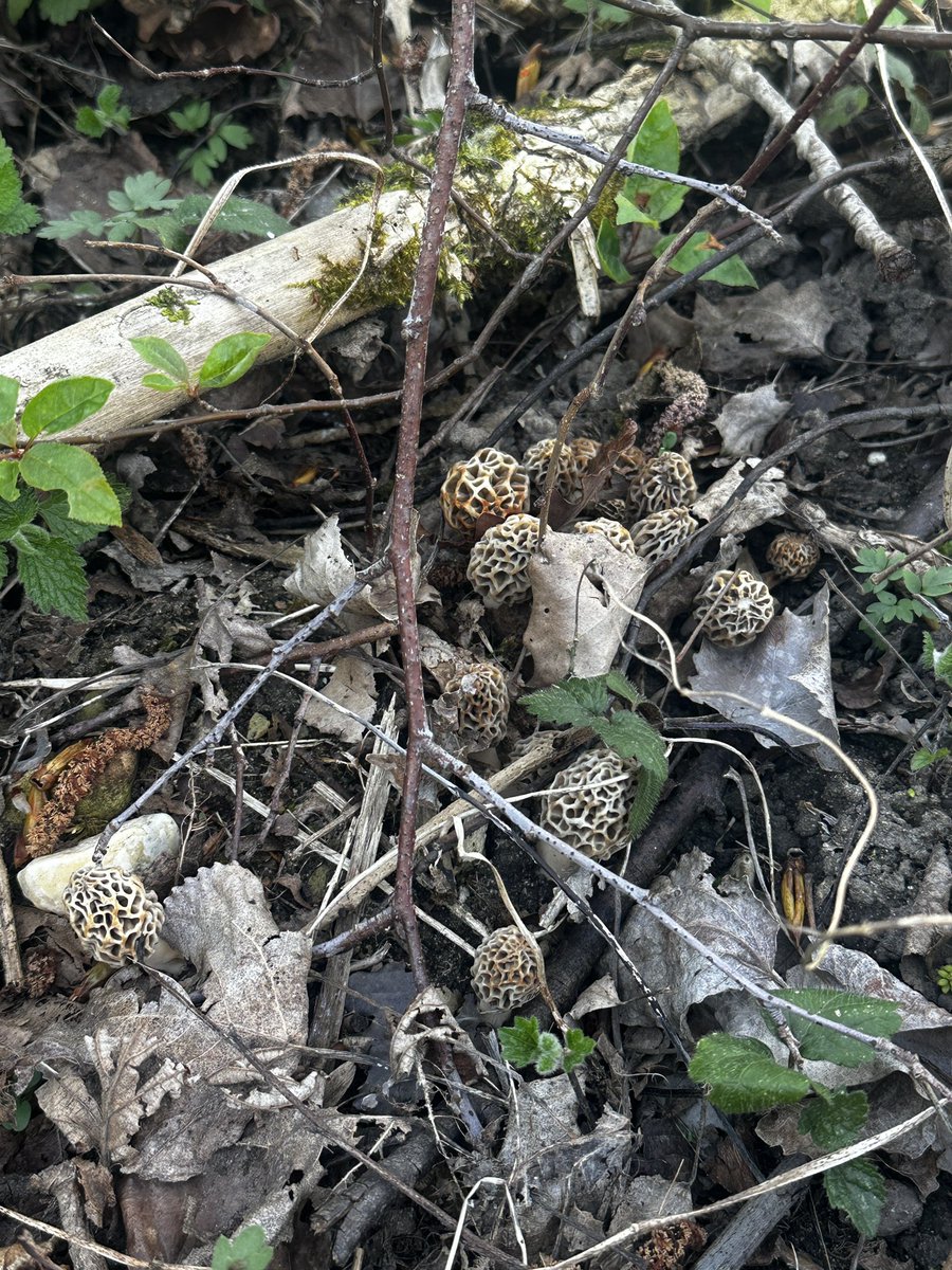 Trax51.hl 🫕🧀🏝 tweet media