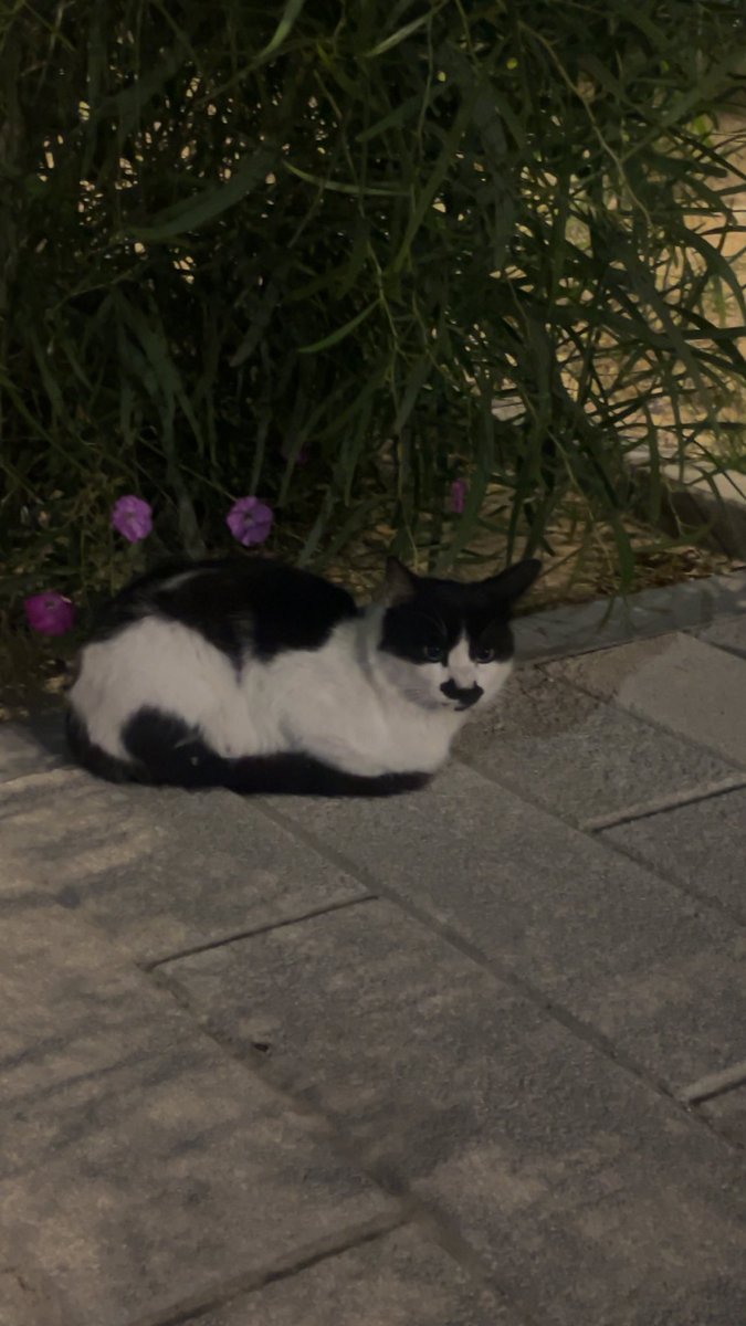 ماجد tweet media