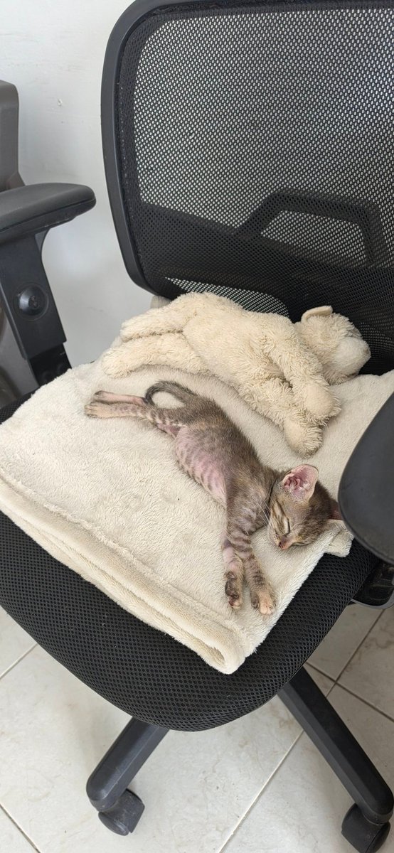 Altanero.🙂🔪 tweet media