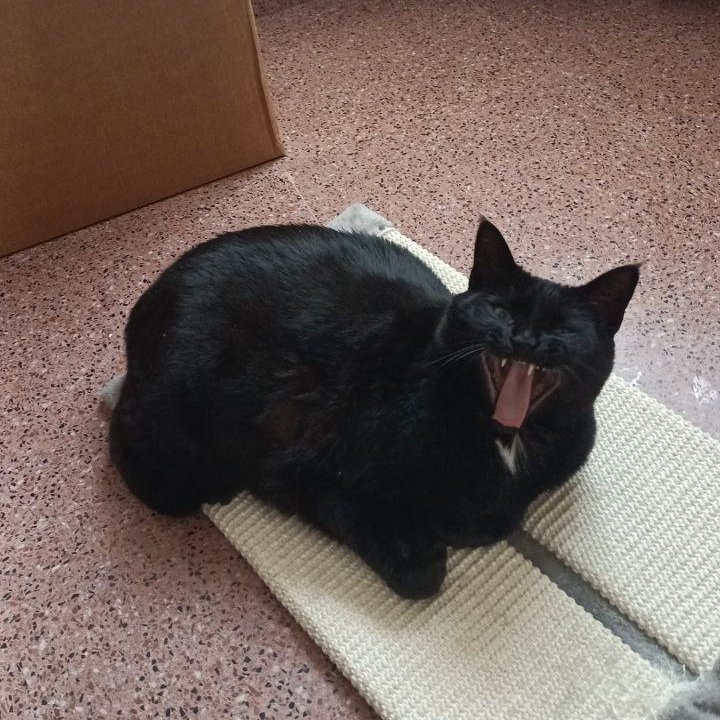 COGO 🇵🇸 tweet media