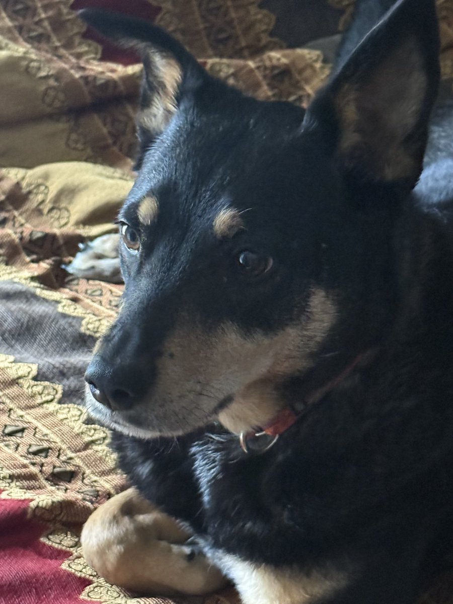 Meg Cuvellier tweet media