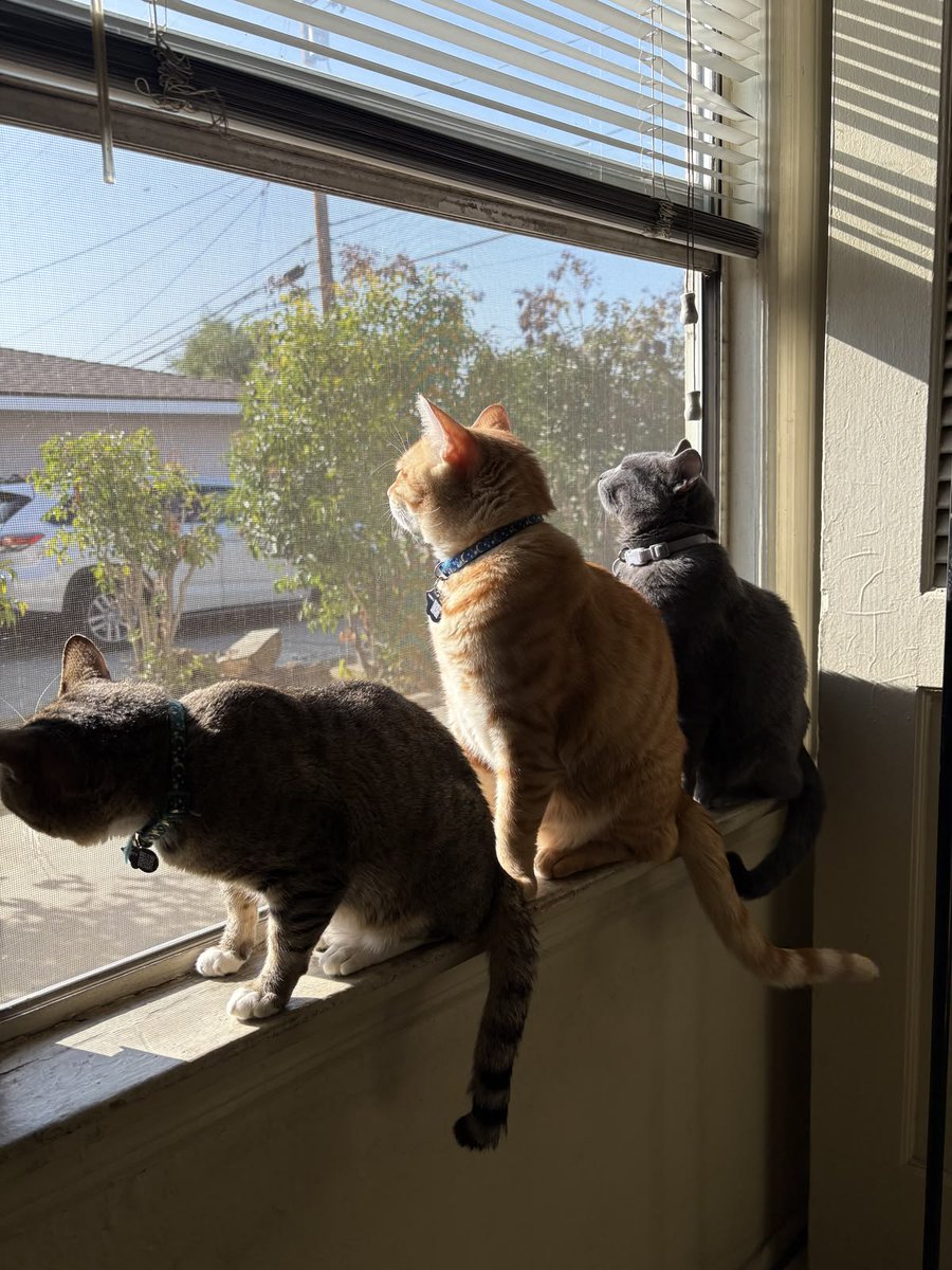 Epic Animals (@epicanimalsx) on Twitter photo 