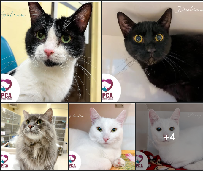 x - Lamalya (Pascale) tweet media