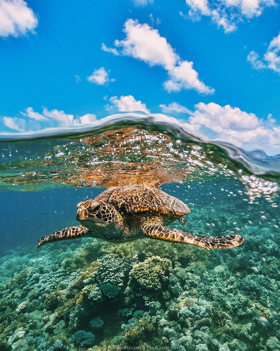 Alii Resorts tweet media