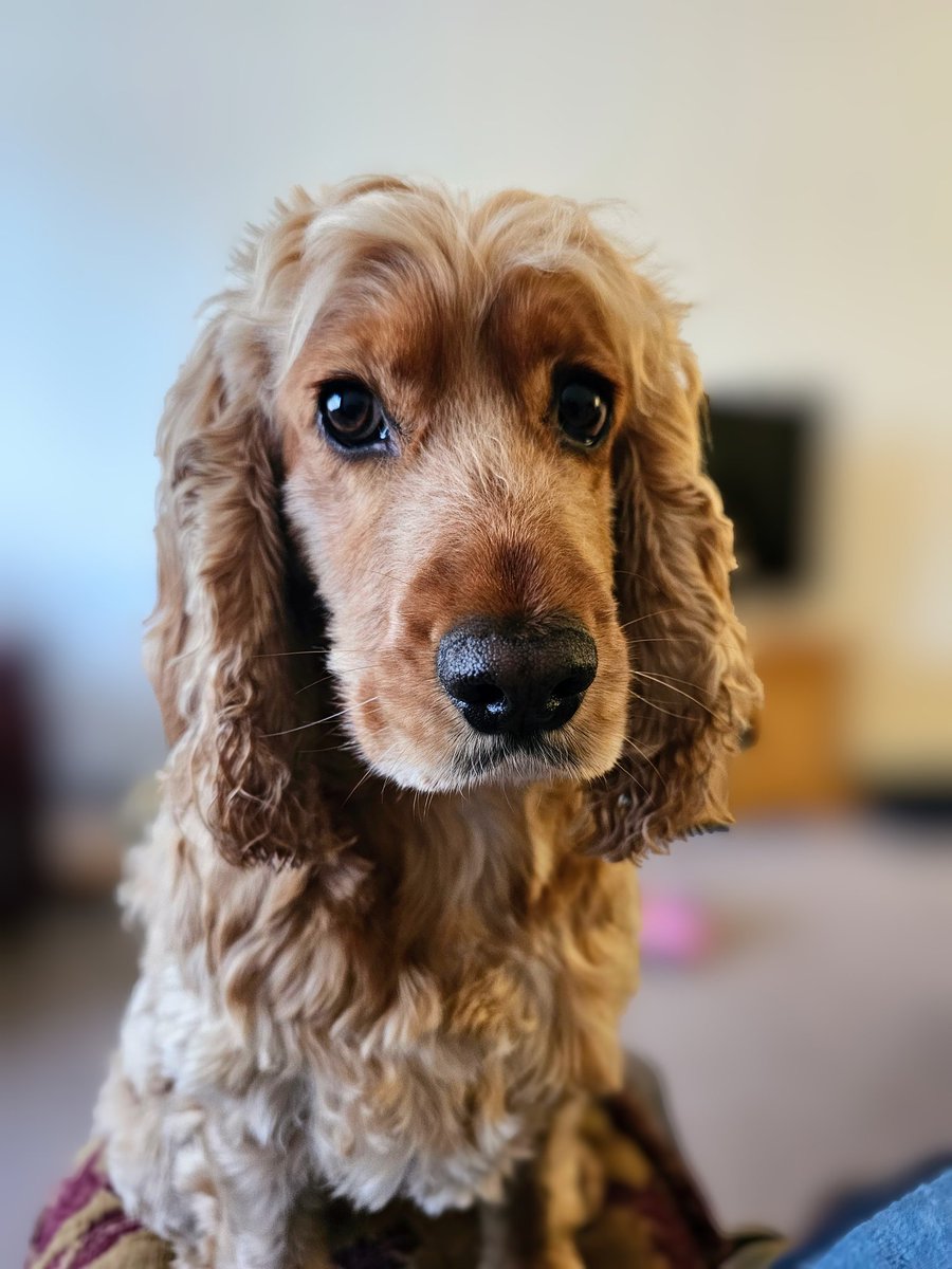 Bess who's very bonnie. tweet media