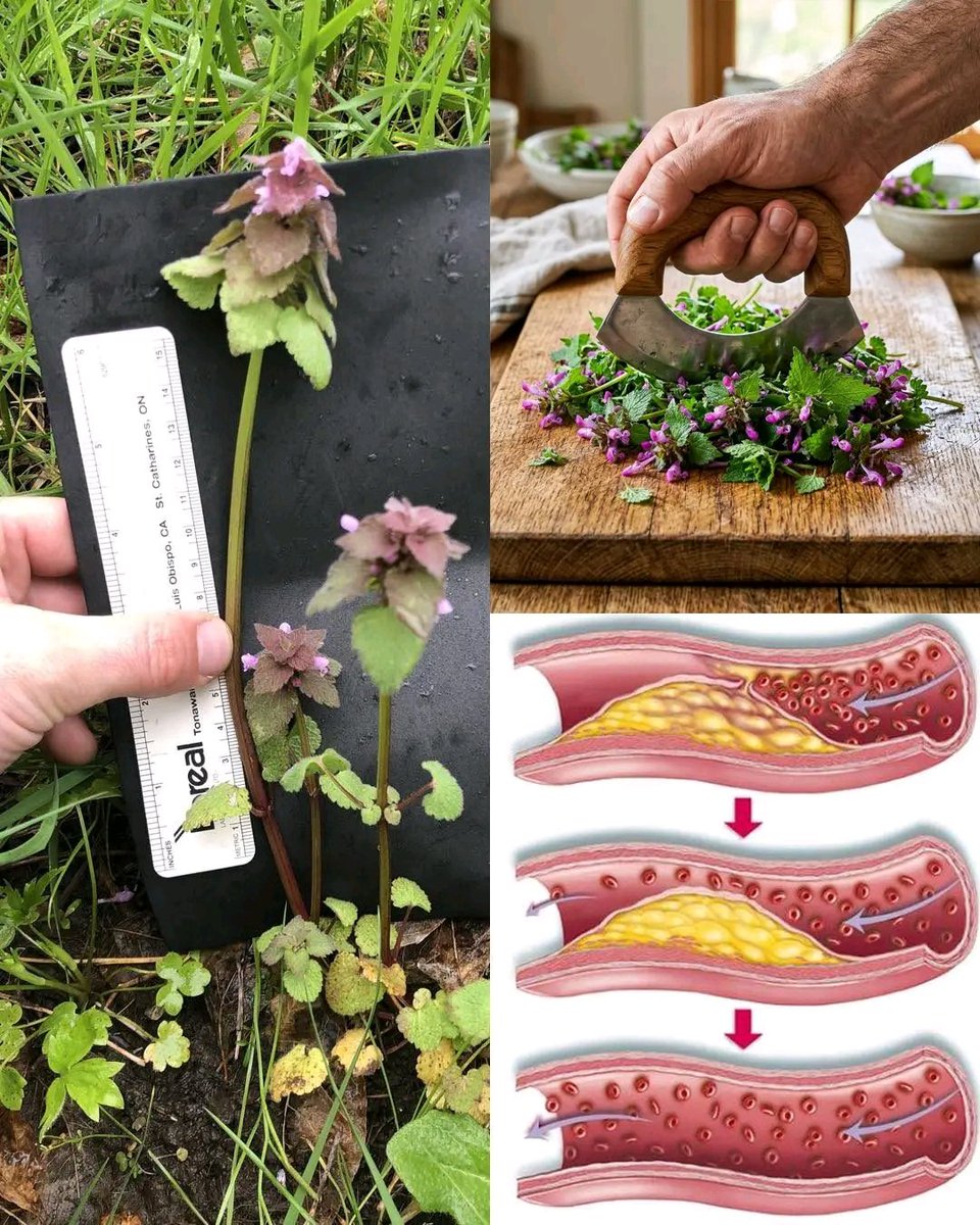 Herbalisque tweet media