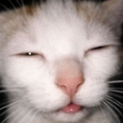 Umberstechnahct's tweet photo. Wasted cat https://t.co/Veg0B2lgzp