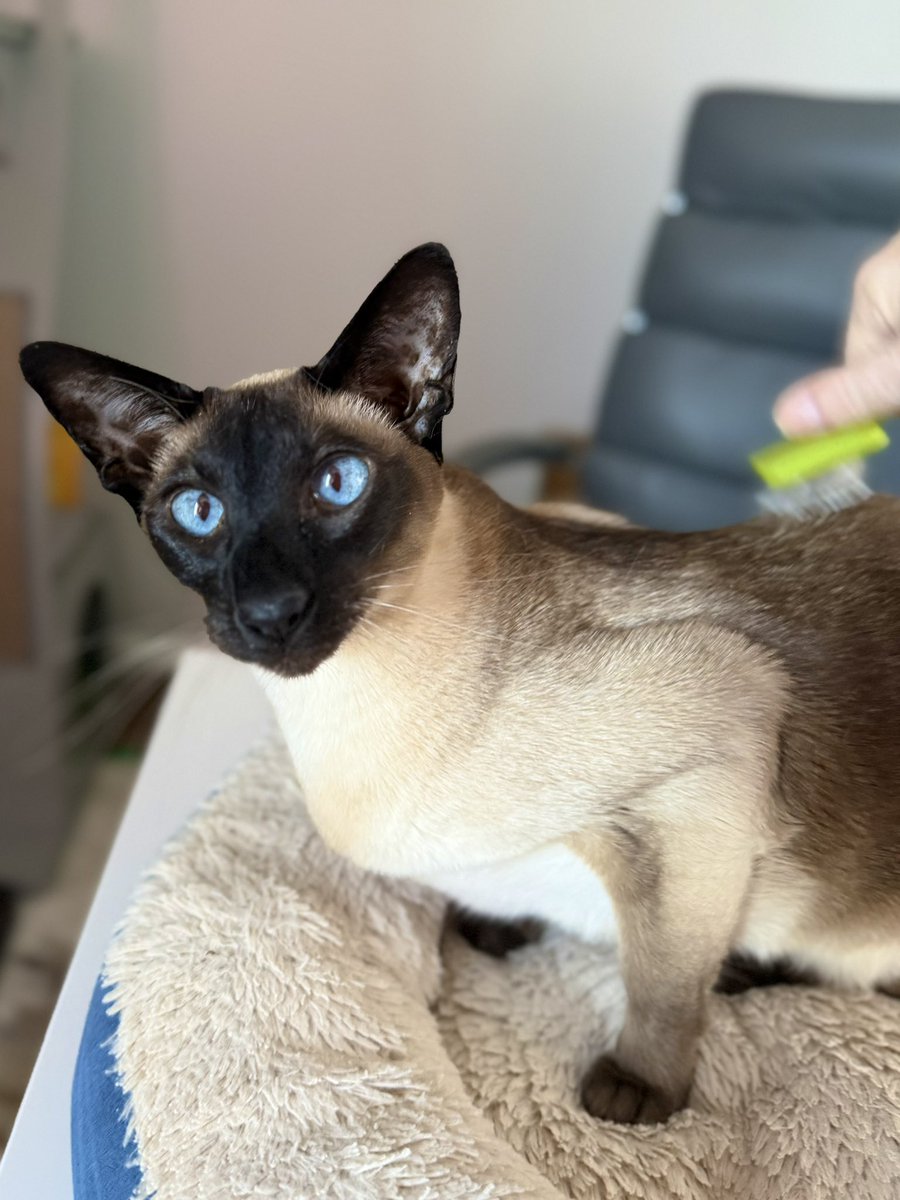 ThreeAmigos tweet media