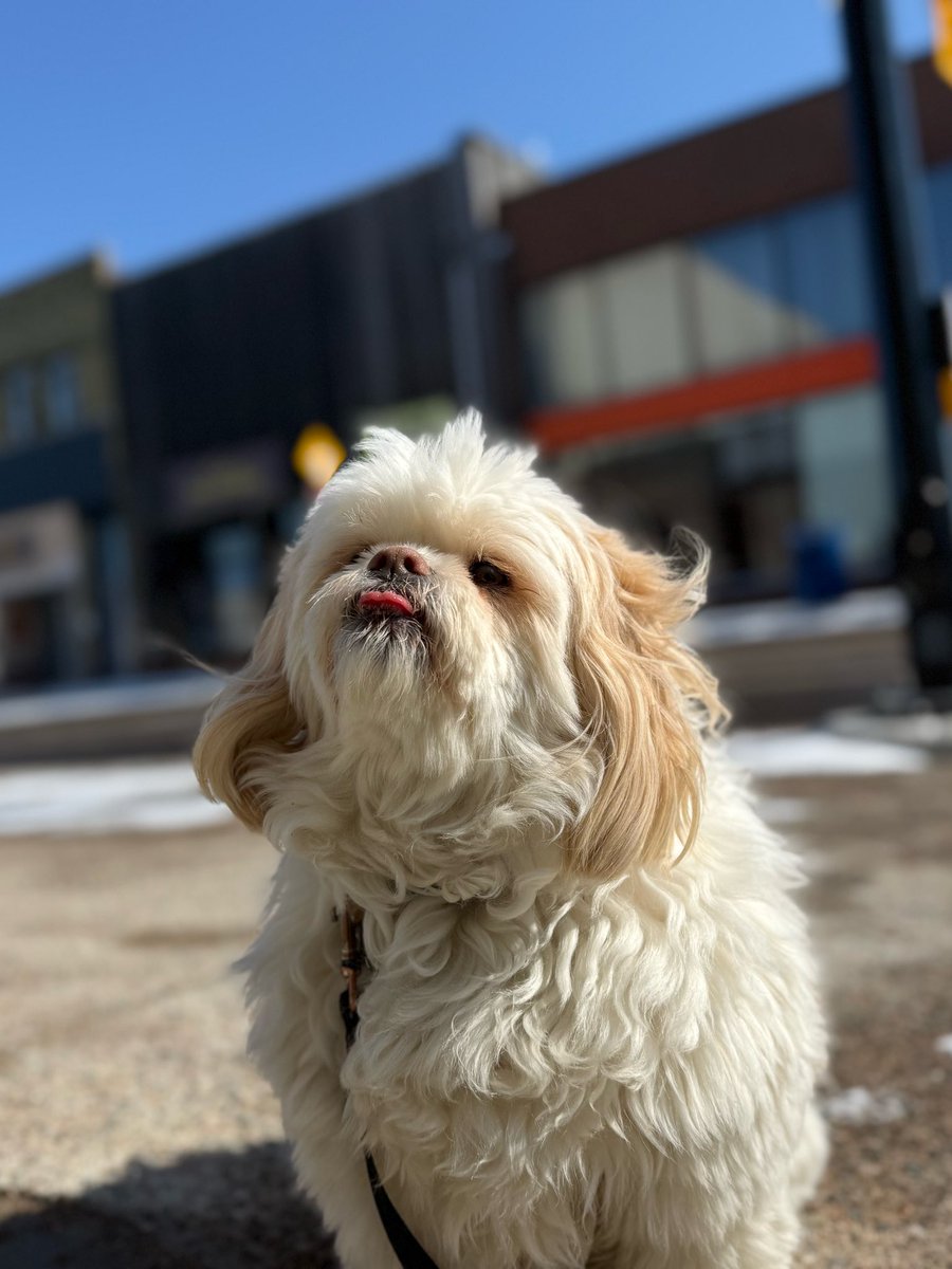 jtherapydog's tweet image. -15C 🥶
Good morning from downtown North Bay. ☀️🐶❤️
#TongueOutTuesday #Springtime