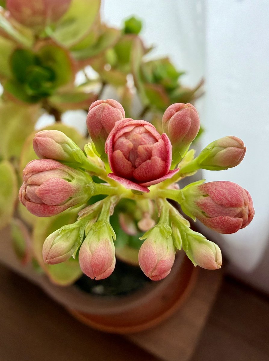 山川亜弥 tweet media