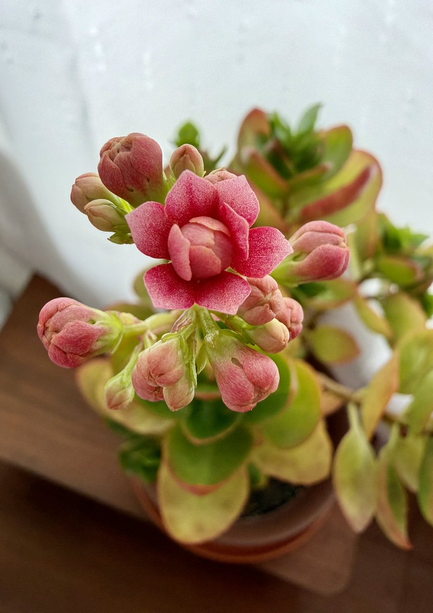 山川亜弥 tweet media