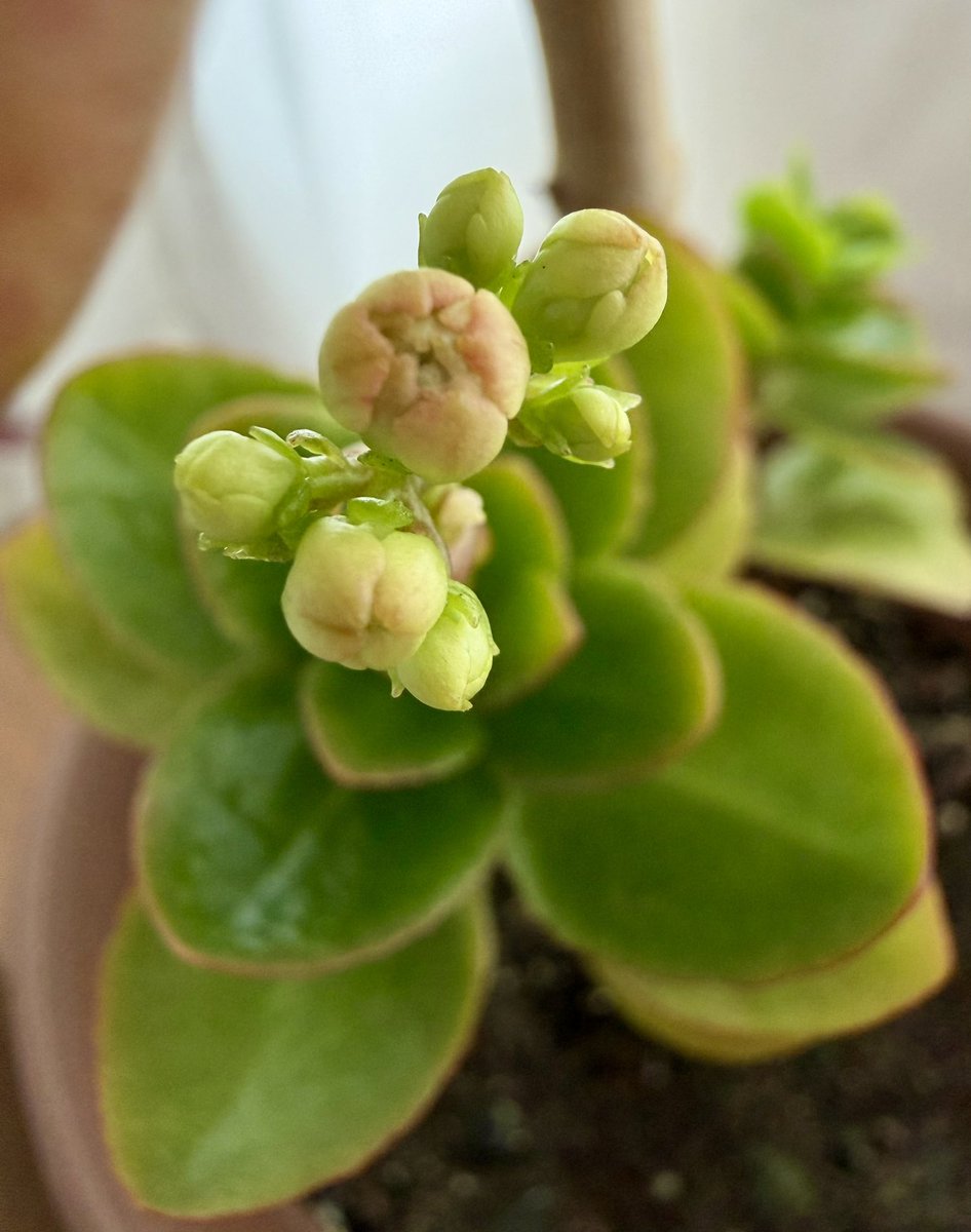 山川亜弥 tweet media