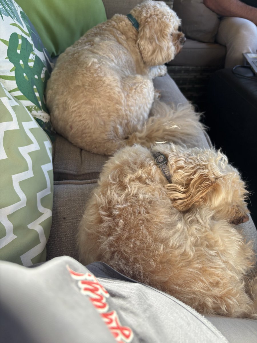 alifmtp's tweet photo. Bristol actually delivered today. Laptop out, sun out, and two completely useless colleagues hogging the sofa.
This is the life. ☀️🐾

#Bristol #BristolLife #WorkFromHome #GardenOffice #Cockapoo #SunnyDay https://t.co/cpum48vE6R