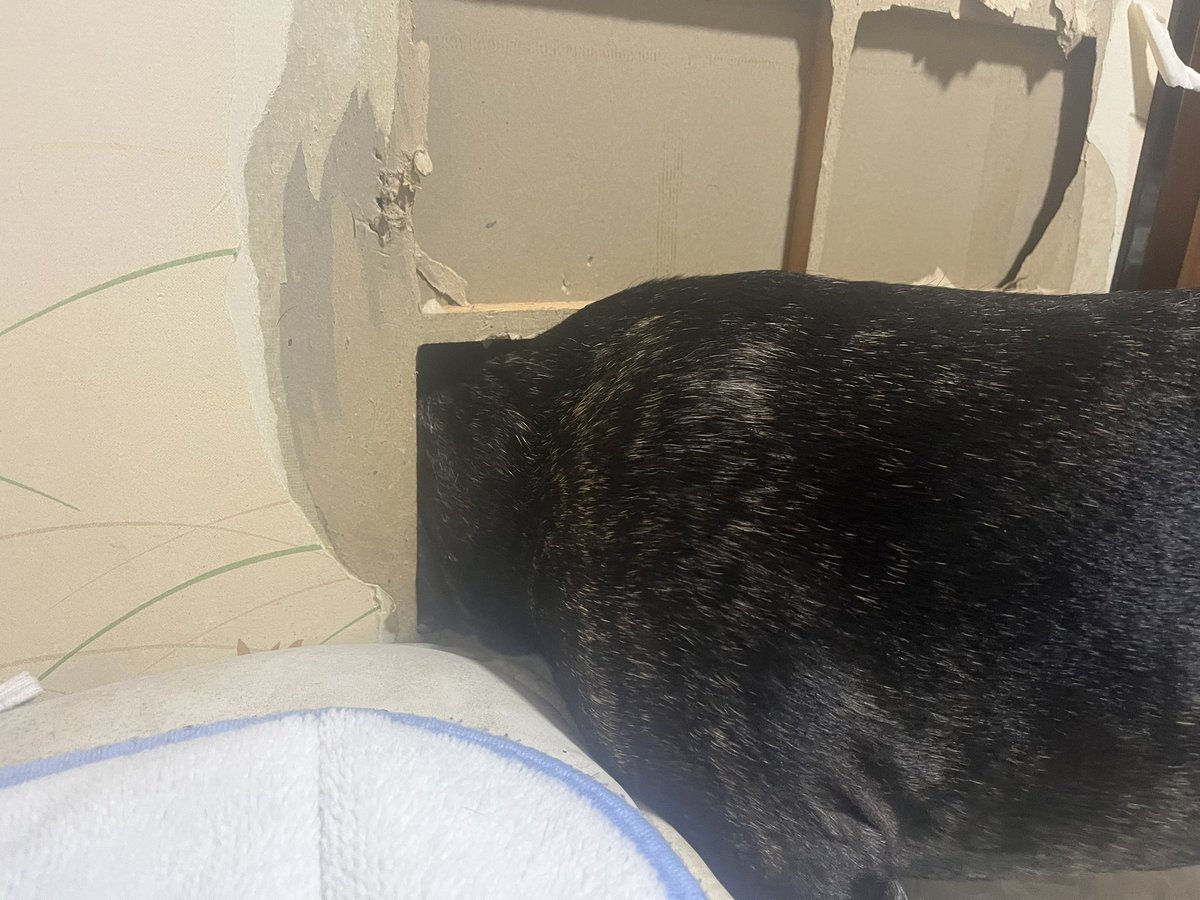 めりしゃん tweet media