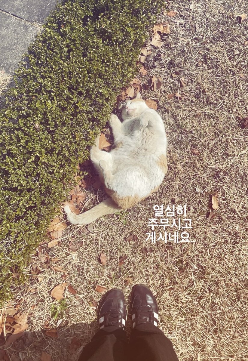 cawaeeeeeee's tweet photo. ~~~ 🐈🍰🍦💌 https://t.co/BsYn6AVCGF