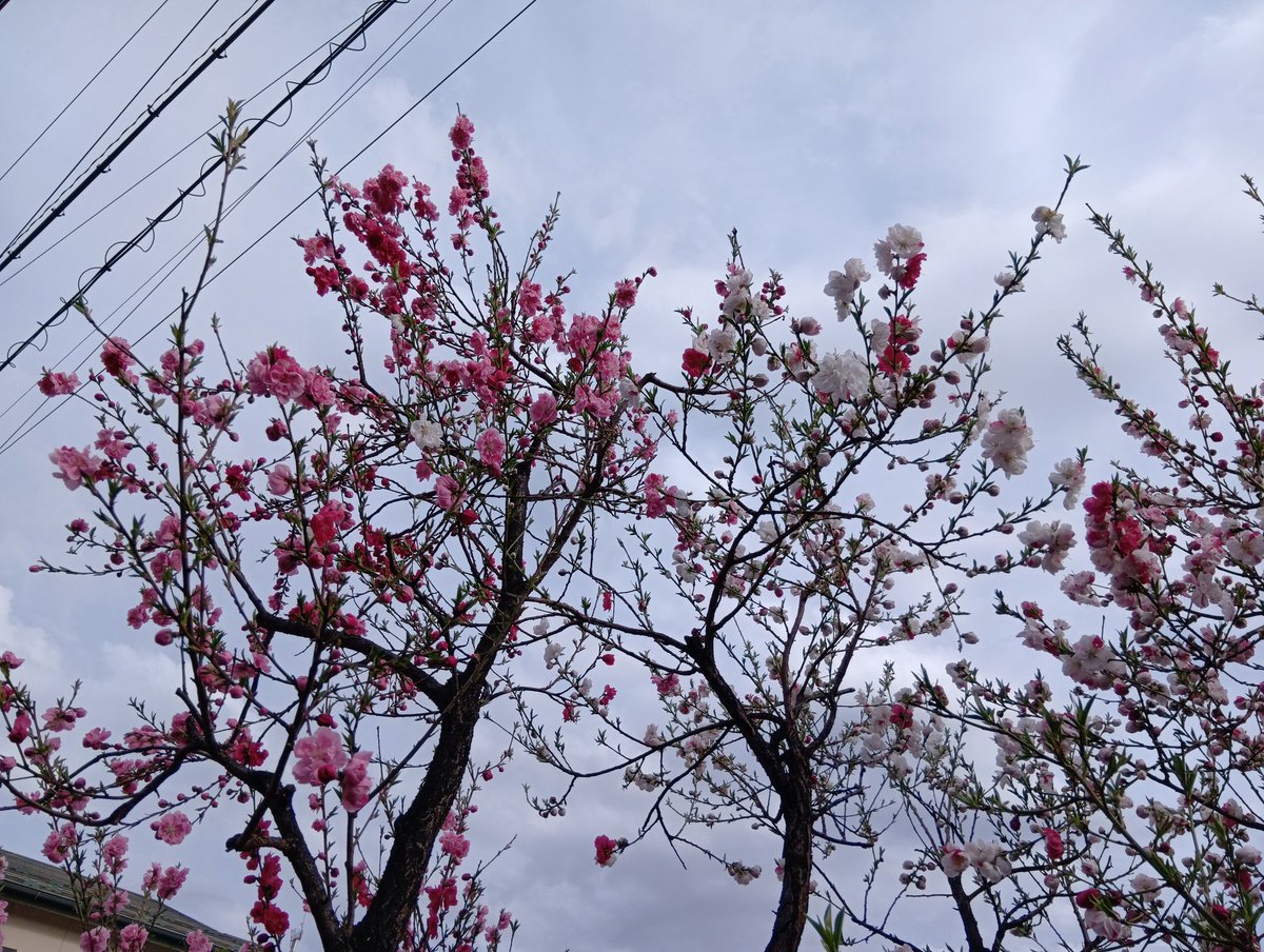 一本の樹木から赤、白、桃、まだら4色の花。通常ではない生い立ちか？シンパシーを覚える。