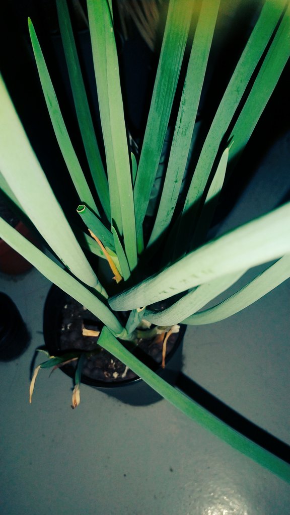 マーガレット廣井《魔》 tweet media