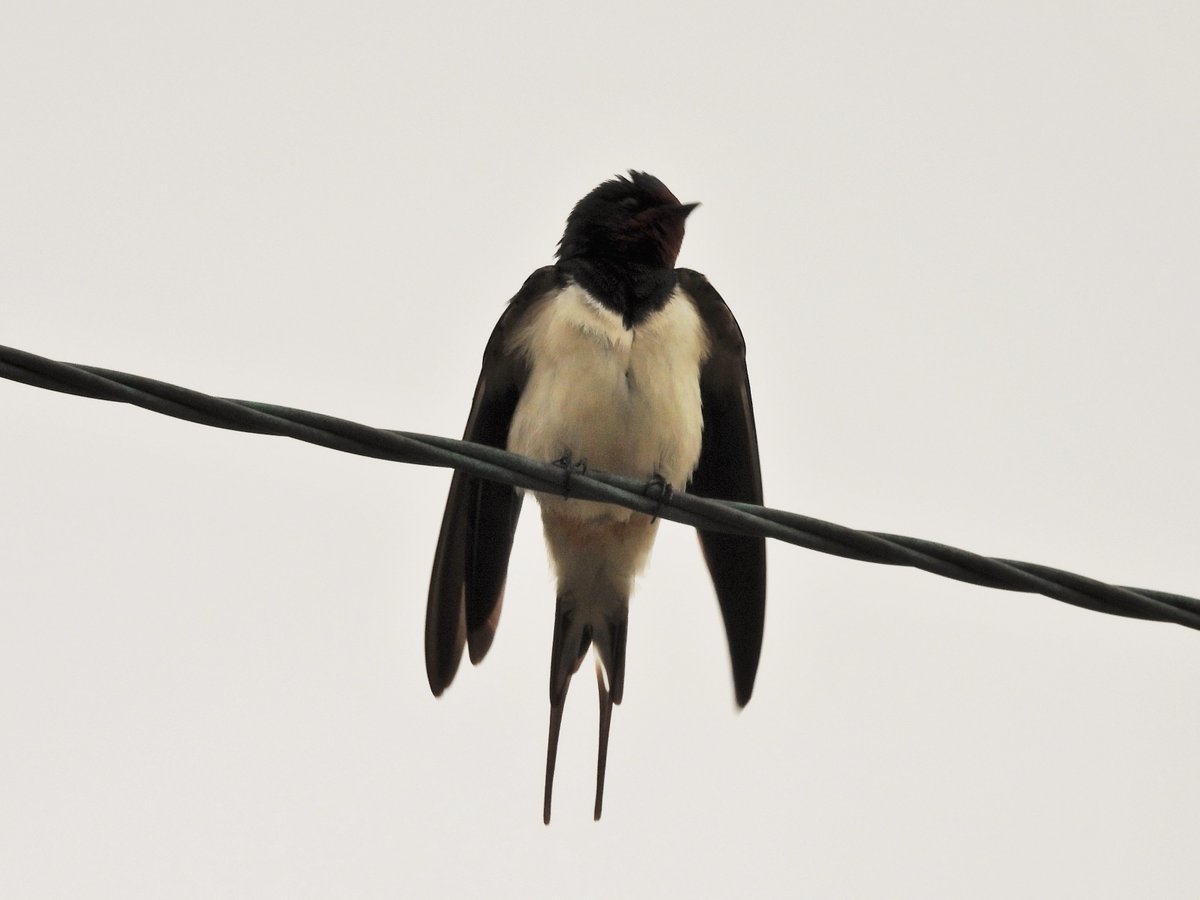 Bruce Taylor tweet media