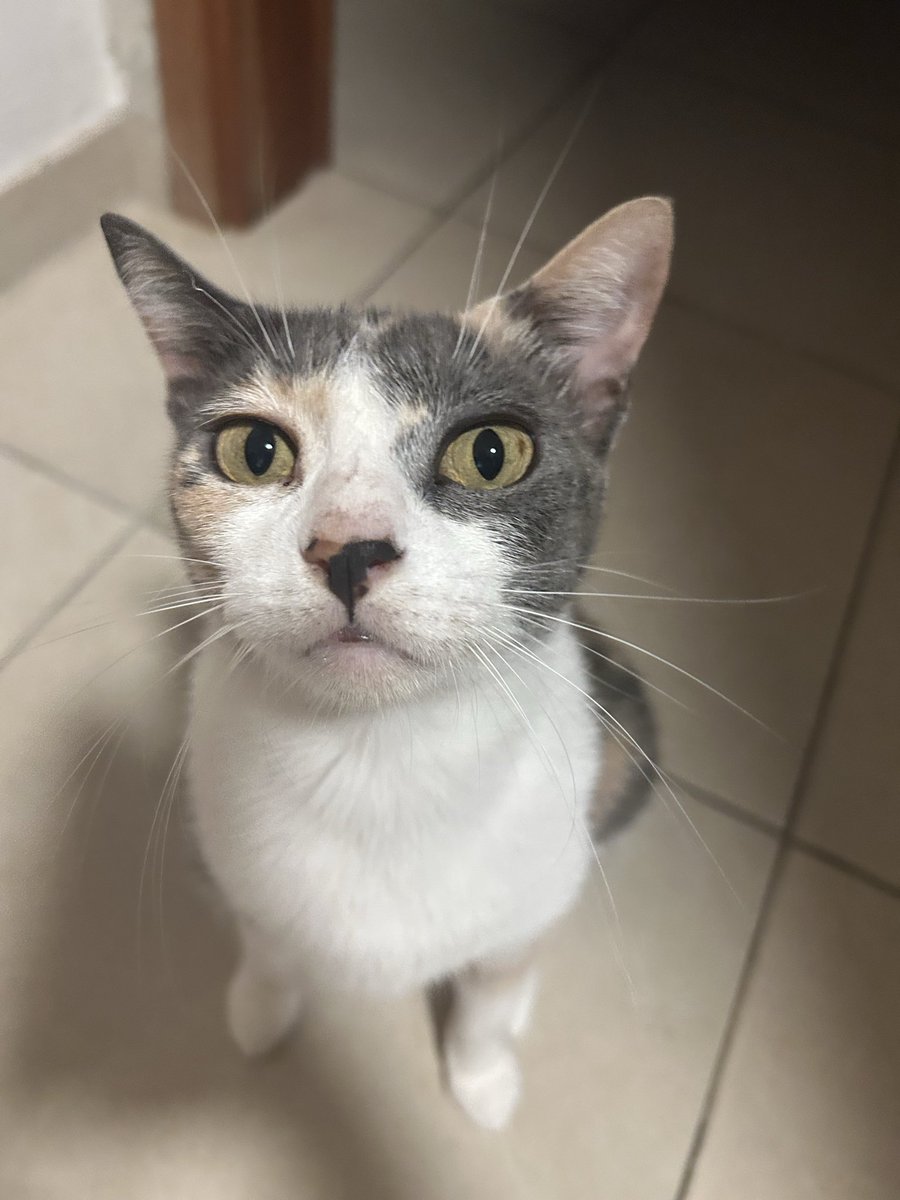 necromancia tweet media