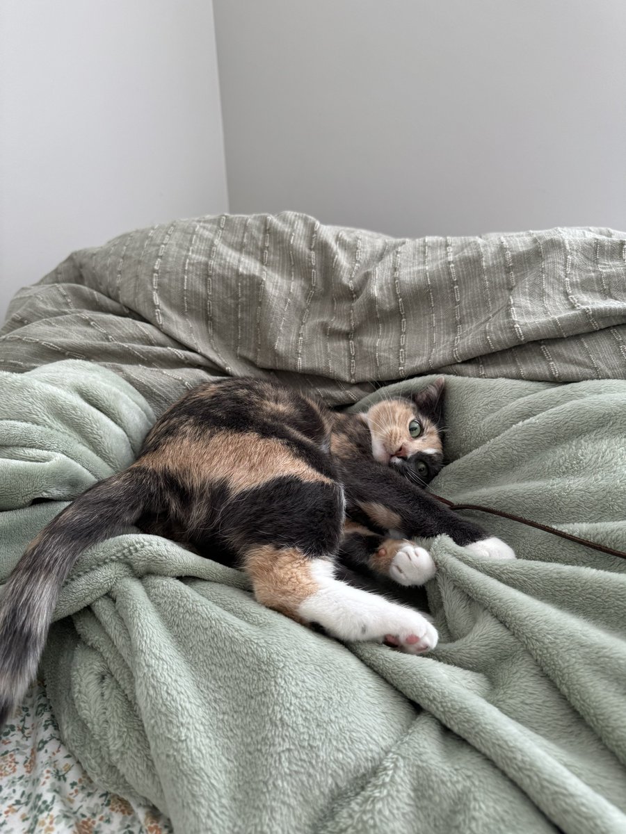 blossomthecat tweet media