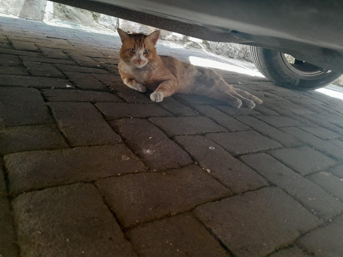 Serenella Raimondo tweet media