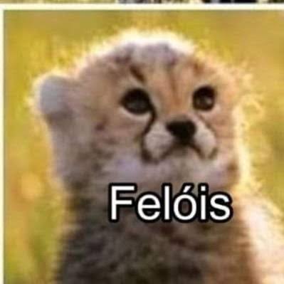 não pensei que ter um salsicha corajoso de 9 MESES fosse tão desesperador

mês passado ele caçou um rato, hoje tentou matar uma aranha ENORME