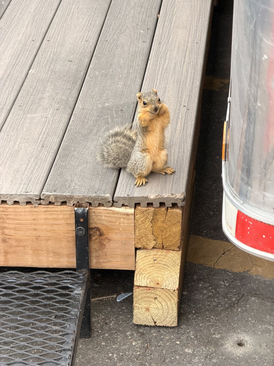 plumsketches's tweet photo. Just a cute squirrel that came up to me yesterday. https://t.co/dAgKBEvVqX
