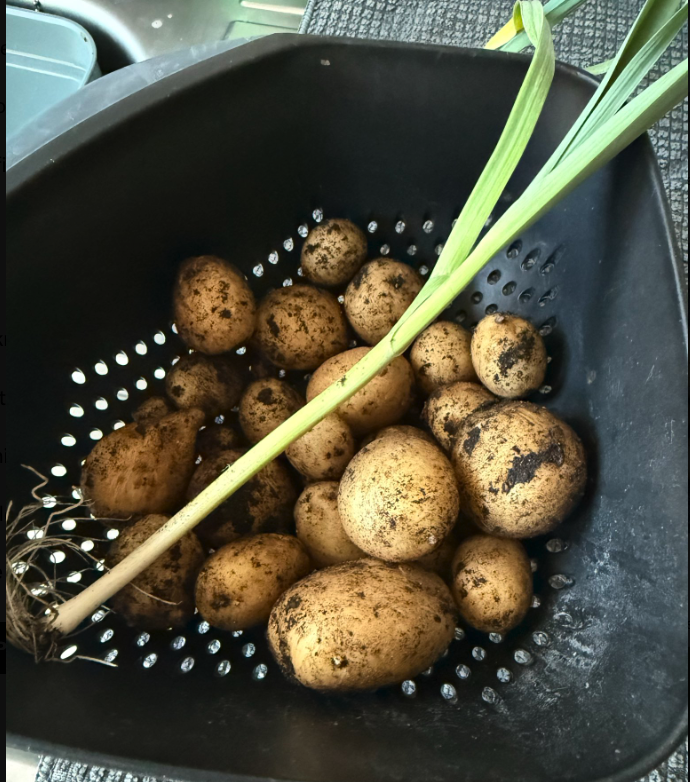 Kitchen Garden tweet media