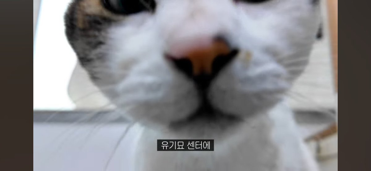 🫡🐶 tweet media