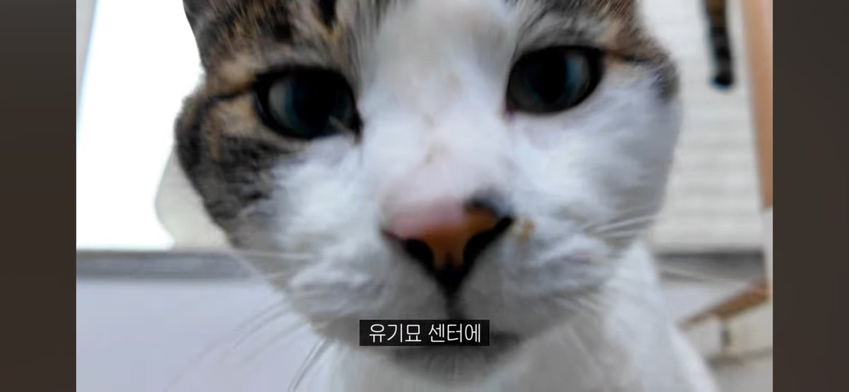 🫡🐶 tweet media