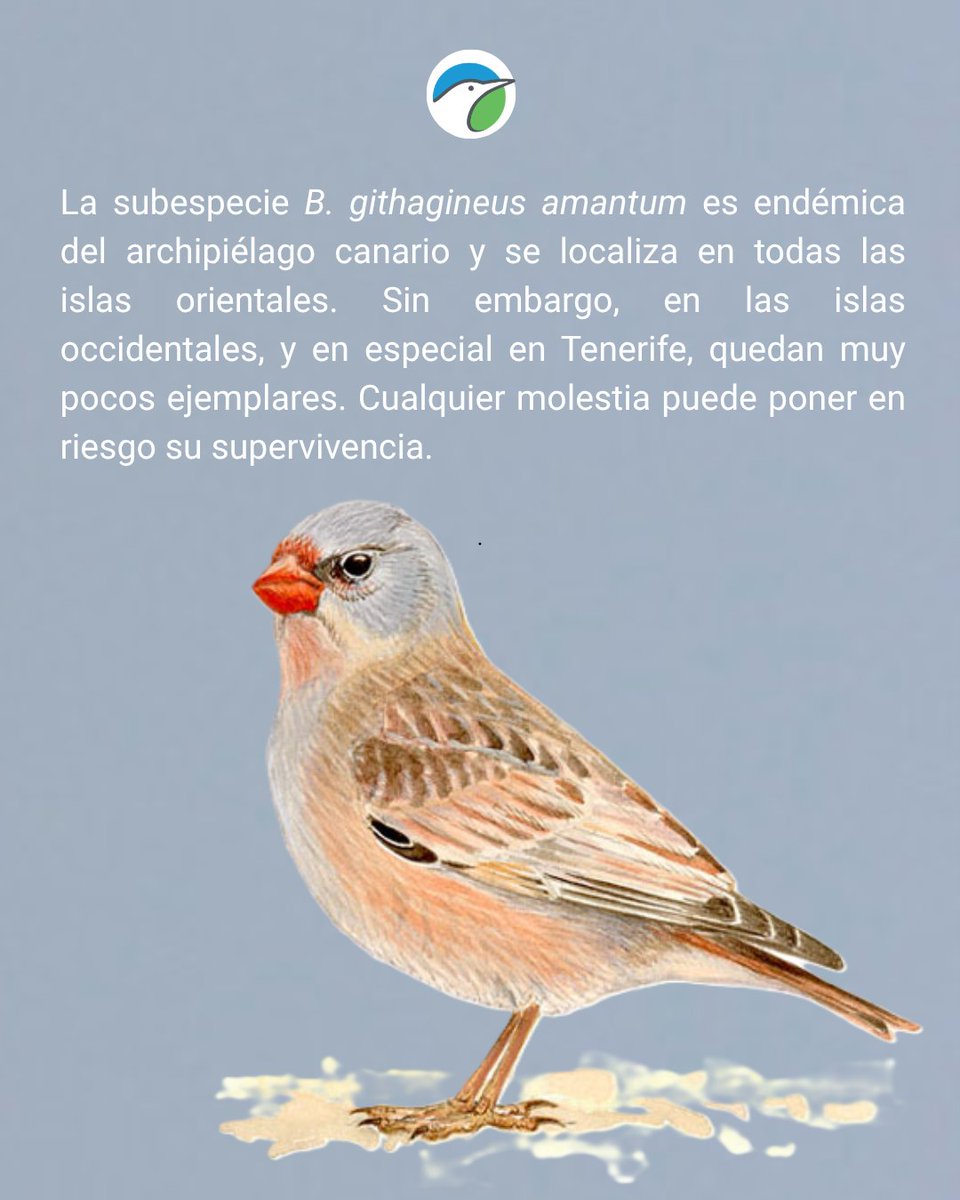 SEO/BirdLifeCanarias tweet media
